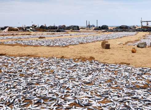 Drying fish on the shore