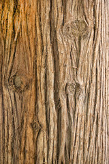 Фактура дерева