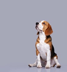 Beagle dog isolated on grey background