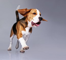 Beagle puppy isolated on grey background