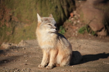 Steppenfuchs in Nahaufnahme