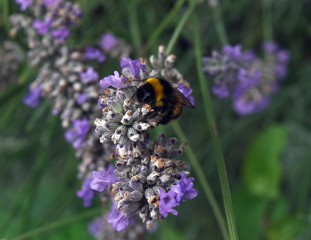Fototapeta premium Bee on a Flower