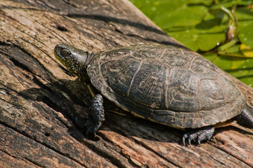 Turtle sitting