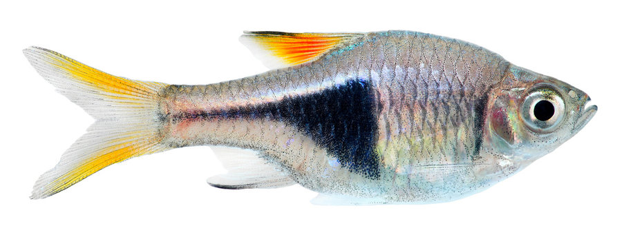 Harlequin rasbora fish
