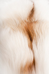 Fototapeta premium fur background