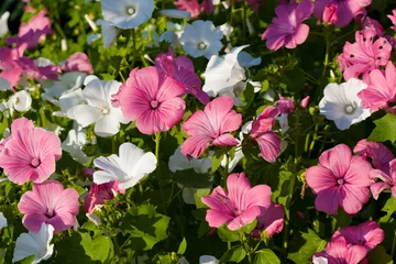 Photo sur Plexiglas Macro Fleur de Lavatera rose