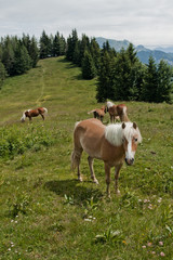 Fototapeta na wymiar Horse family on Zwolferhorn