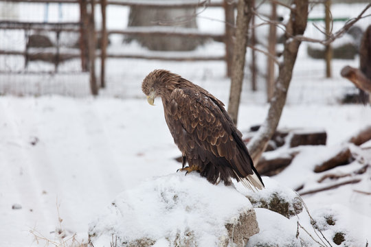 eagle on the snow