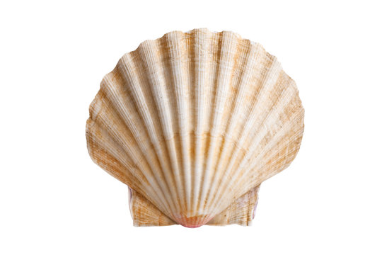 scallops shell