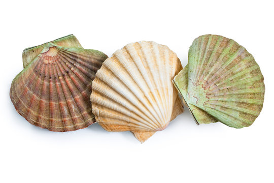 scallops shell