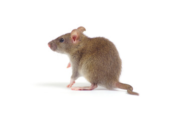 rat