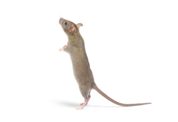 rat