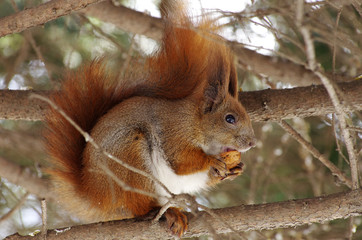 squirrel