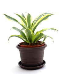 house plant in a pot. yucca
