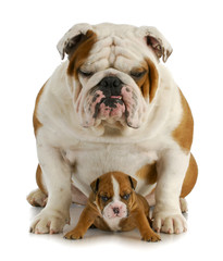 Obraz premium bulldog father and son