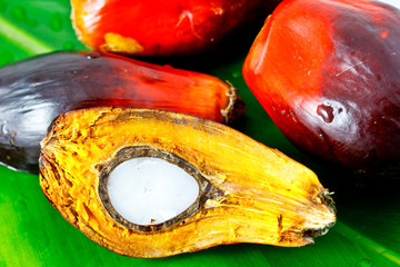 oil palm fruits on green leaf