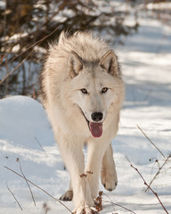 large wolf walking
