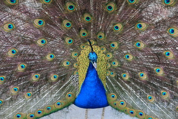 Obraz premium Pfau in Nahaufnahme