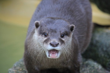 Kurzkrallenotter in Nahaufnahme