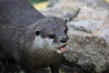 Kurzkrallenotter in Nahaufnahme