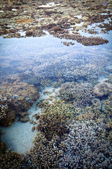Récif corallien - Ile de La Réunion