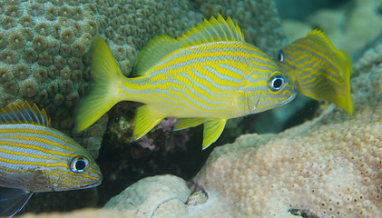 Obraz premium French Grunt Swimming in the vicinity of coral