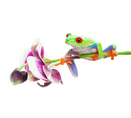 Tree Frog on Orchid