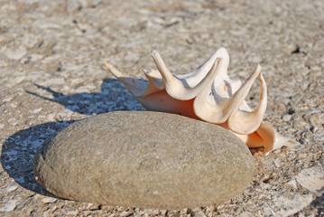 seashell rests upon stone