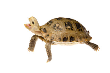 Naklejka premium pet turtle tortoise