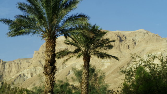 Stock Video Footage panorama of Ein Gedi palm trees and a desert mountain shot in Israel at 4k with Red.