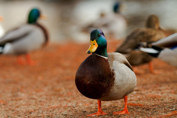 Male mallard duck with in his flock