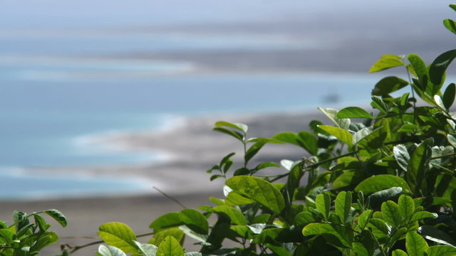 Stock Video Footage of Dead Sea coastline and foliage shot in Israel at 4k with Red.