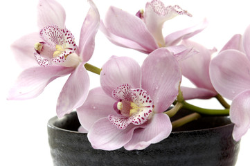 Fototapeta na wymiar Orchid in a black bowl on a white