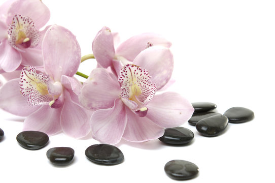 Still life with stones and orchid on the white background