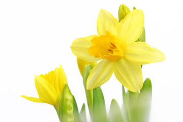 Naklejka na ściany i meble Yellow Daffodils Flowers.
