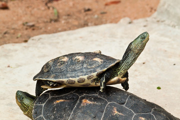 hermann's Tortoise