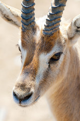 Portrait of gazelle