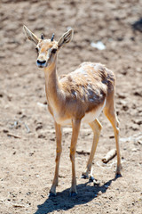 Gazelle baby in safari
