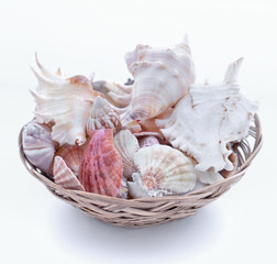 many shells are in a wicker basket