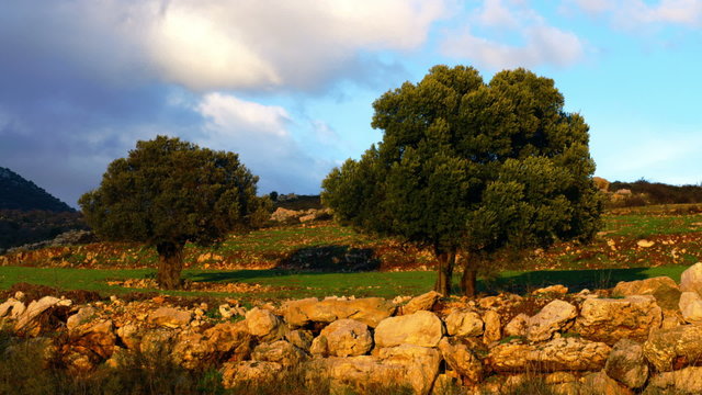 Stock Video Footage of a pastoral hillside shot in Israel at 4k with Red.