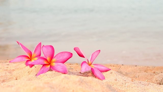 Plumeria flowers on the beach,in the morning.