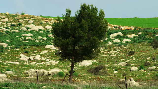 Stock Video Footage of a lone tree in a rocky meadow shot in Israel at 4k with Red.