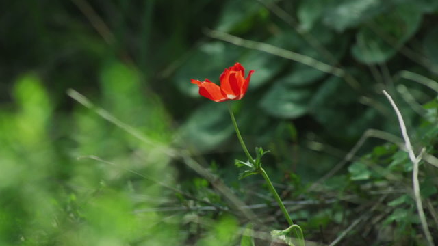 Stock Video Footage of a lone red flower in the breeze shot in Israel at 4k with Red.