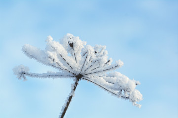 Winter landscape.Winter scene