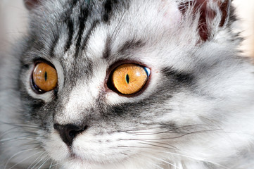 Portrait of the cat