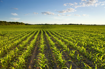 Fototapeta na wymiar Zielone pole z młodej kukurydzy o zachodzie słońca