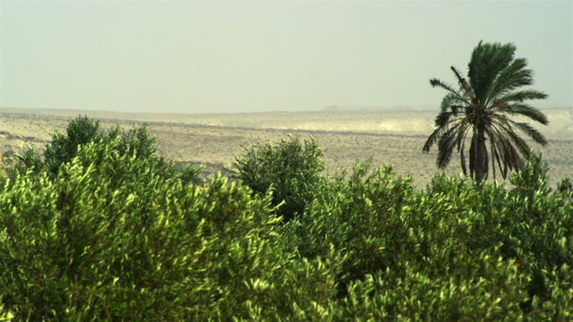 Stock Video Footage of oasis treetops shot in Israel at 4k with Red.