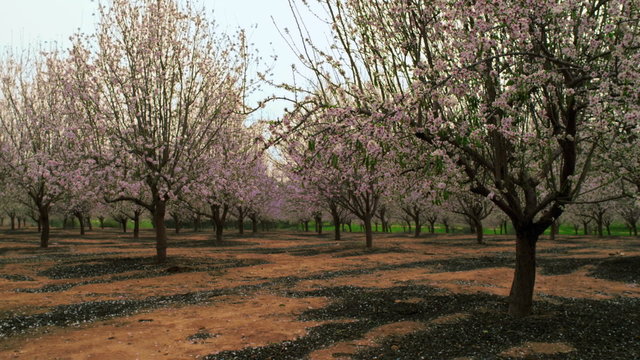 Stock Video Footage of blooming orchard rows shot in Israel at 4k with Red.