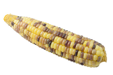 White and black corn