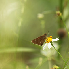 isolate of butterfly background